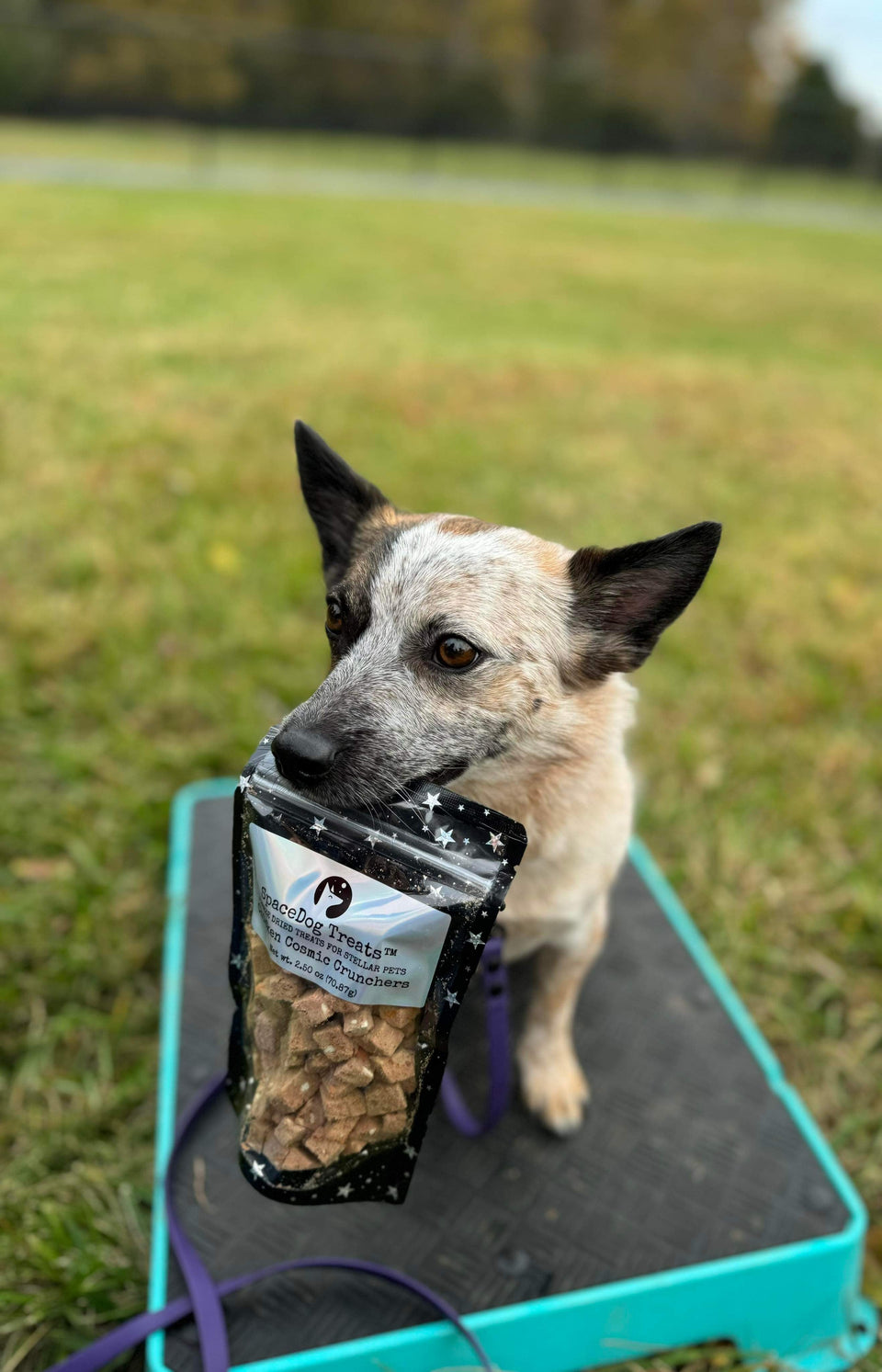 Freeze-dried beef