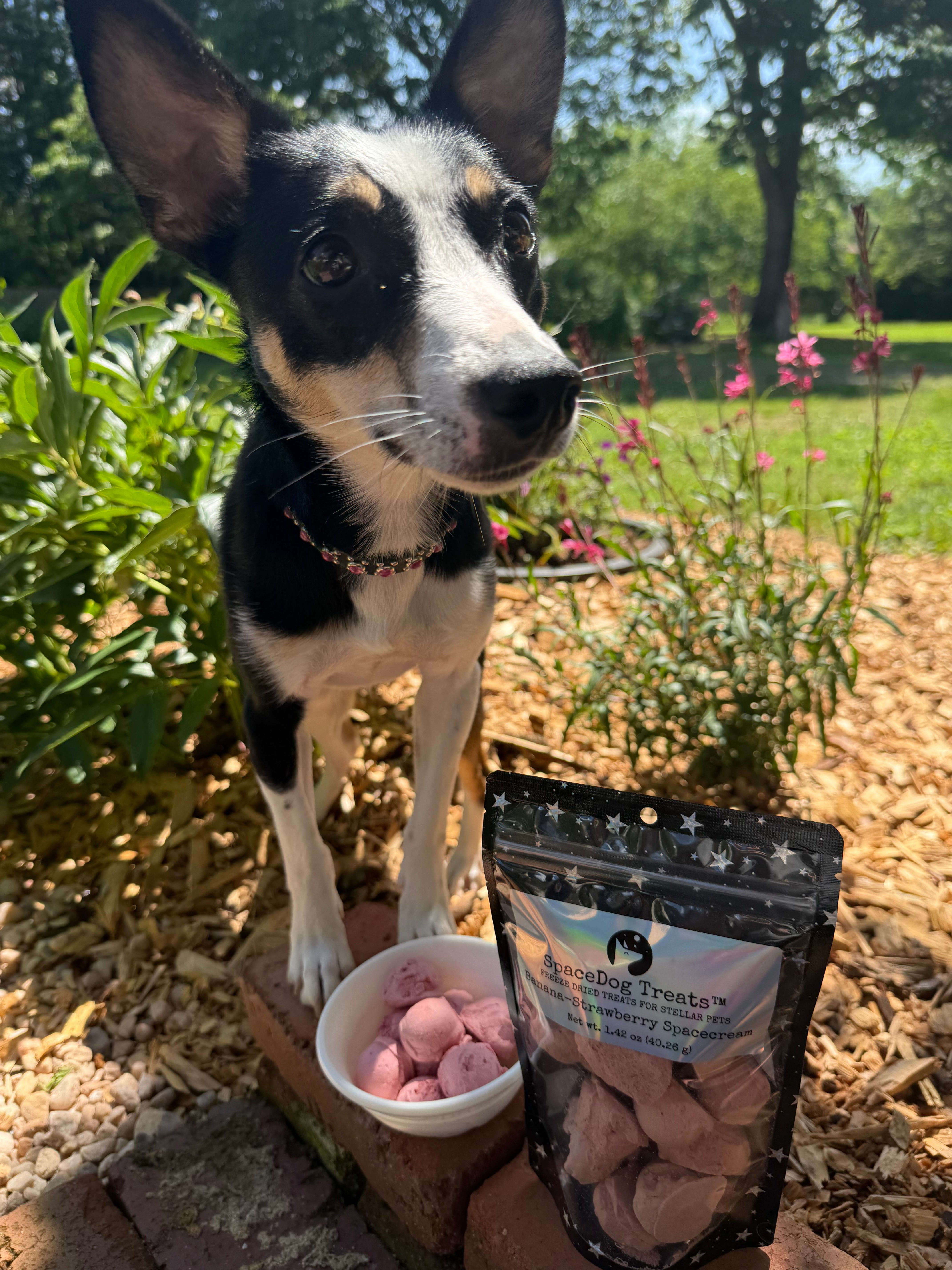 Banana-Strawberry Spacecream – SpaceDog Treats LLC
