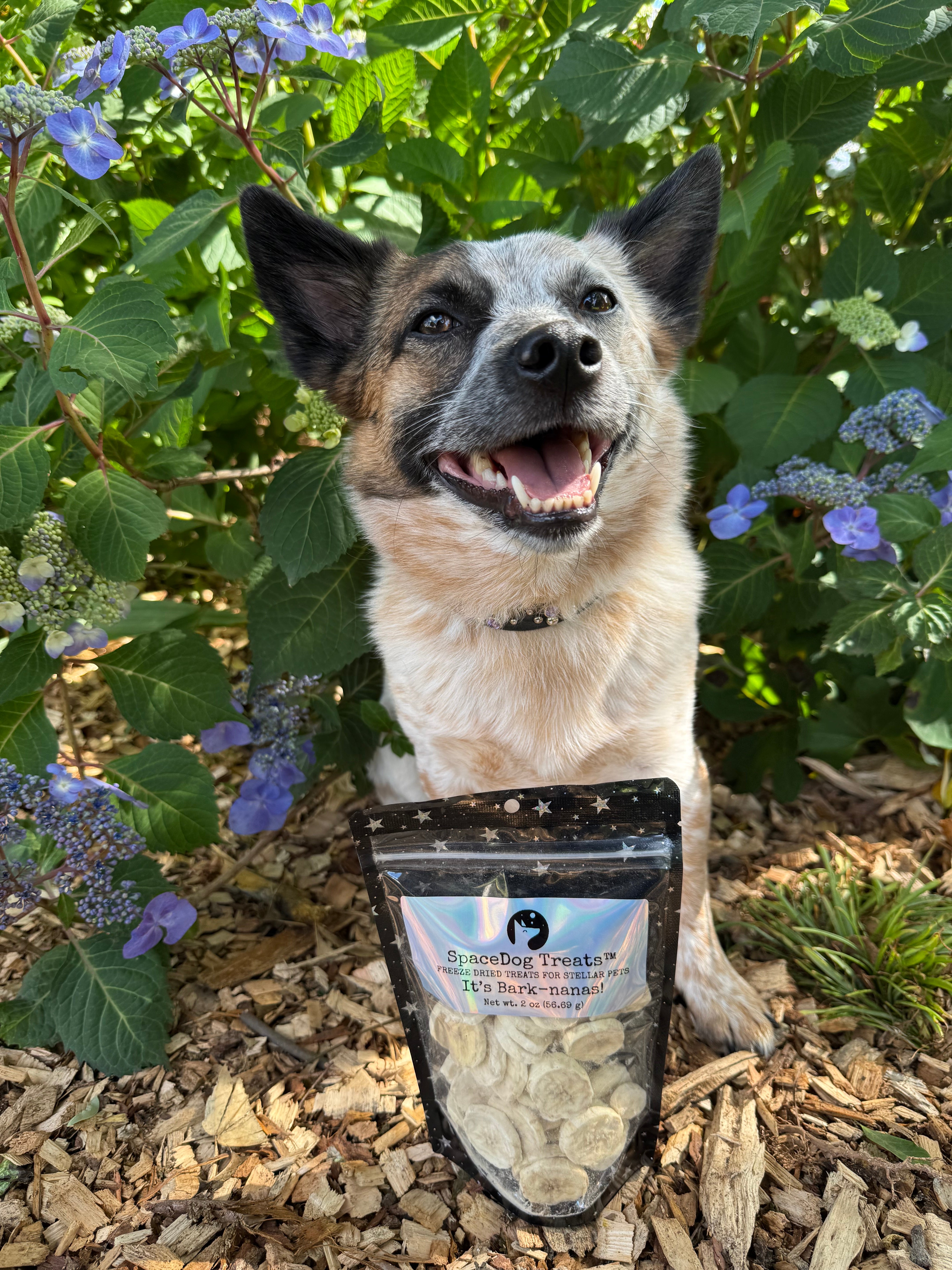 It's Bark-nanas! – SpaceDog Treats LLC